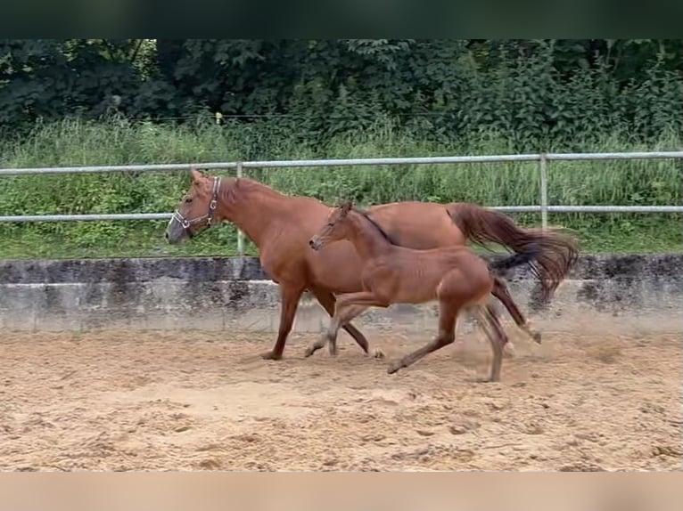 Deutsches Reitpferd Hengst 1 Jahr 168 cm Brauner in Wehringen