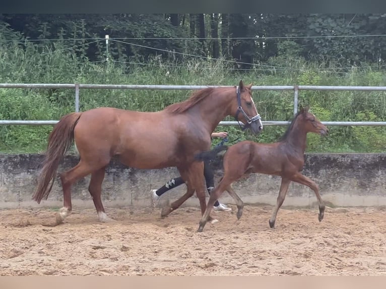 Deutsches Reitpferd Hengst 1 Jahr 168 cm Brauner in Wehringen