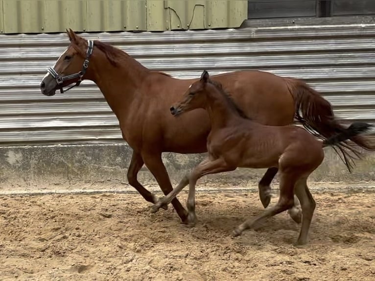 Deutsches Reitpferd Hengst 1 Jahr 168 cm Brauner in Wehringen