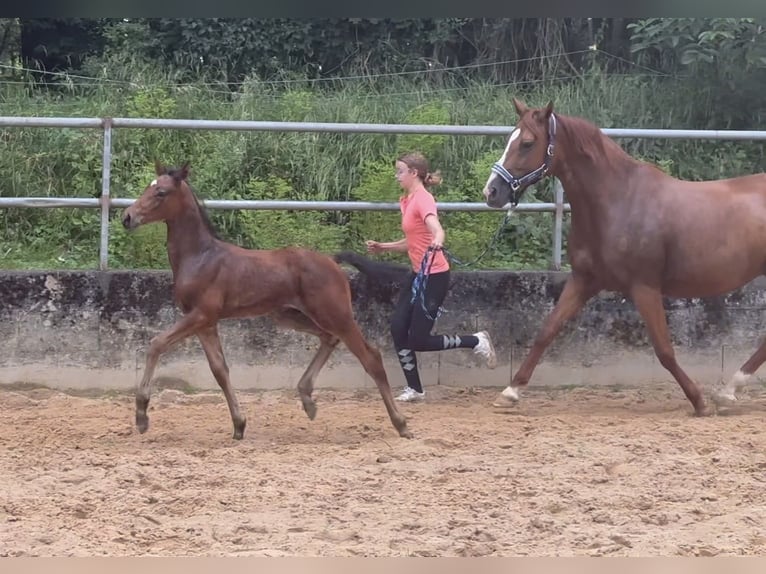 Deutsches Reitpferd Hengst 1 Jahr 168 cm Brauner in Wehringen