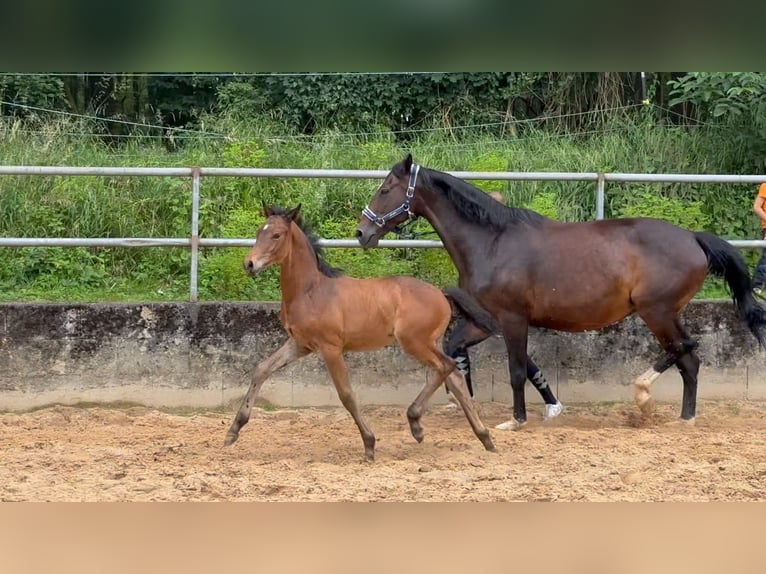 Deutsches Reitpferd Hengst 1 Jahr 168 cm Brauner in Wehringen