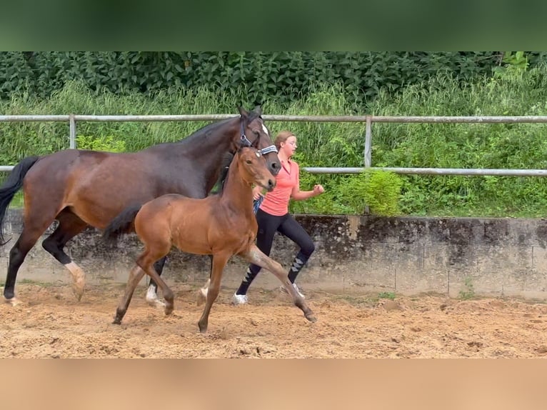 Deutsches Reitpferd Hengst 1 Jahr 168 cm Brauner in Wehringen