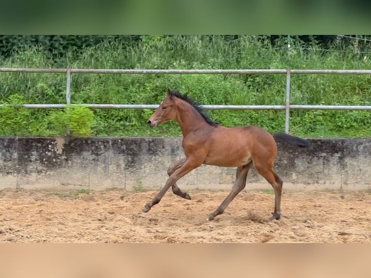 Deutsches Reitpferd Hengst 1 Jahr 168 cm Brauner in Wehringen