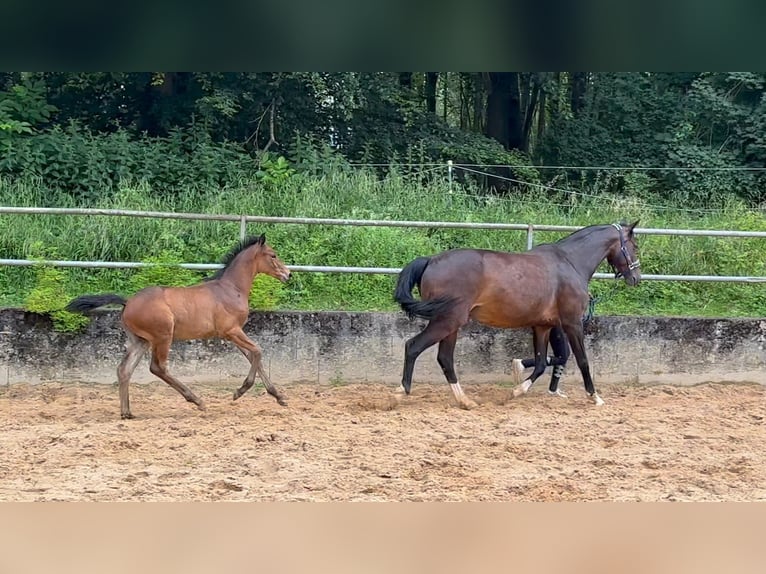 Deutsches Reitpferd Hengst 1 Jahr 168 cm Brauner in Wehringen