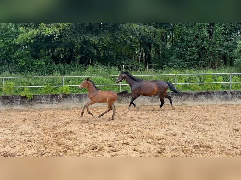 Deutsches Reitpferd Hengst 1 Jahr 168 cm Brauner in Wehringen