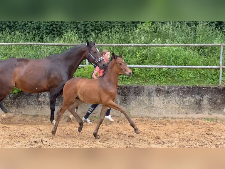 Deutsches Reitpferd Hengst 1 Jahr 168 cm Brauner in Wehringen