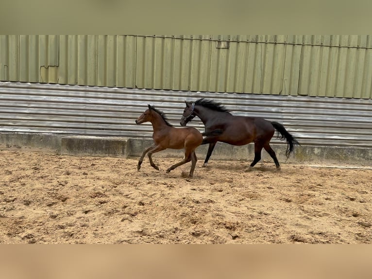 Deutsches Reitpferd Hengst 1 Jahr 168 cm Brauner in Wehringen