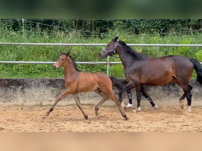 Deutsches Reitpferd Hengst 1 Jahr 168 cm Brauner in Wehringen