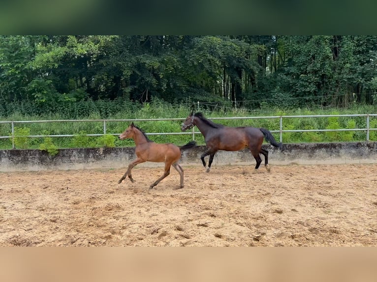 Deutsches Reitpferd Hengst 1 Jahr 168 cm Brauner in Wehringen