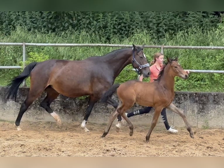 Deutsches Reitpferd Hengst 1 Jahr 168 cm Brauner in Wehringen