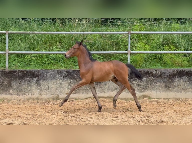 Deutsches Reitpferd Hengst 1 Jahr 168 cm Brauner in Wehringen