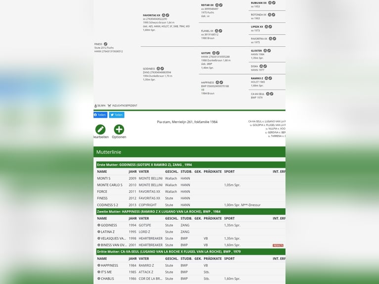 Deutsches Reitpferd Hengst 1 Jahr 169 cm Brauner in Seester