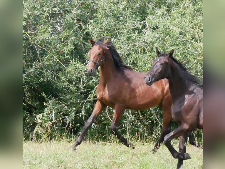 Deutsches Reitpferd Hengst 1 Jahr 169 cm Brauner in Seester