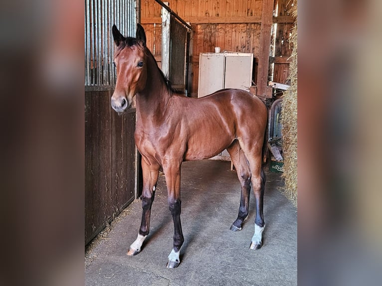 Deutsches Reitpferd Hengst 1 Jahr 169 cm in Ettenbeuren