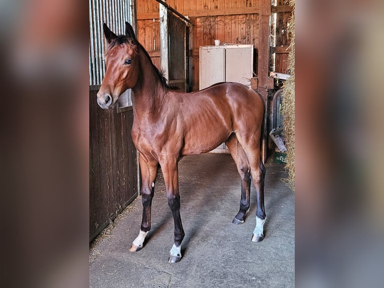 Deutsches Reitpferd Hengst 1 Jahr 169 cm in Ettenbeuren