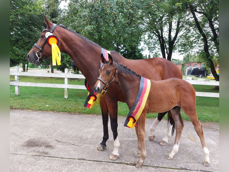 Deutsches Reitpferd Hengst 1 Jahr 170 cm Brauner in Naila