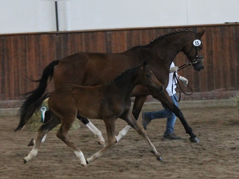 Deutsches Reitpferd Hengst 1 Jahr 170 cm Brauner in Naila