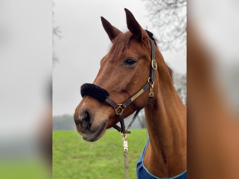 Deutsches Reitpferd Hengst 1 Jahr 170 cm Brauner in Westerstede