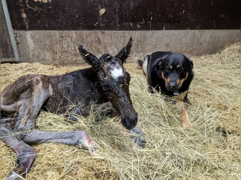 Deutsches Reitpferd Hengst 1 Jahr 170 cm Brauner in Westerstede