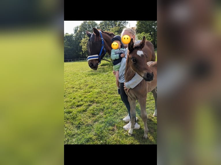 Deutsches Reitpferd Hengst 1 Jahr 170 cm Brauner in Westerstede