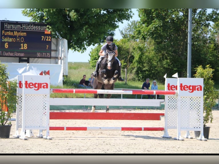 Deutsches Reitpferd Hengst 1 Jahr 170 cm Brauner in Westerstede