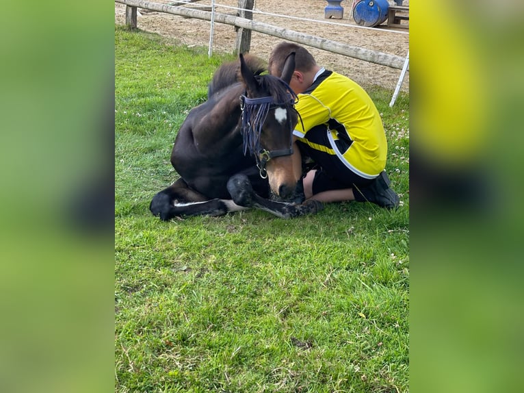 Deutsches Reitpferd Hengst 1 Jahr 170 cm Brauner in Westerstede