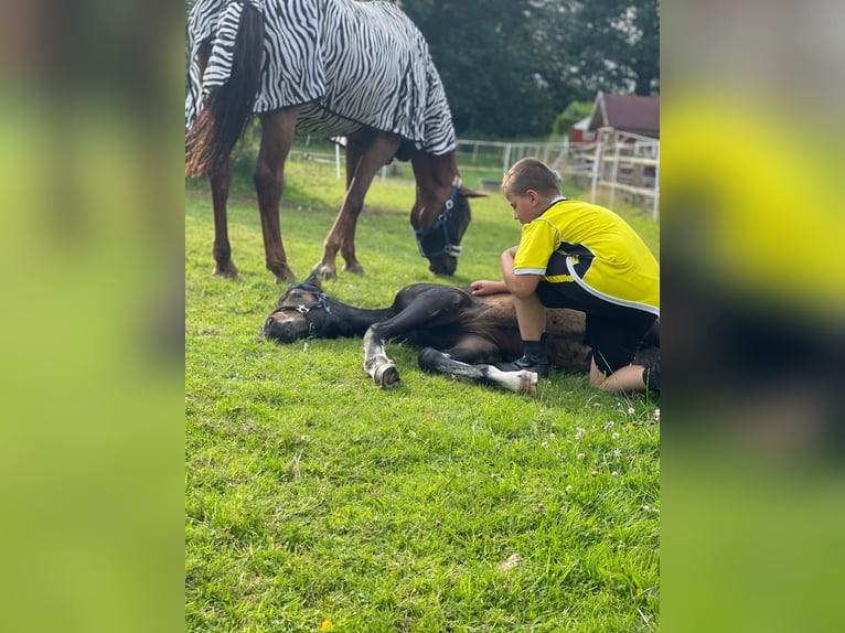 Deutsches Reitpferd Hengst 1 Jahr 170 cm Brauner in Westerstede