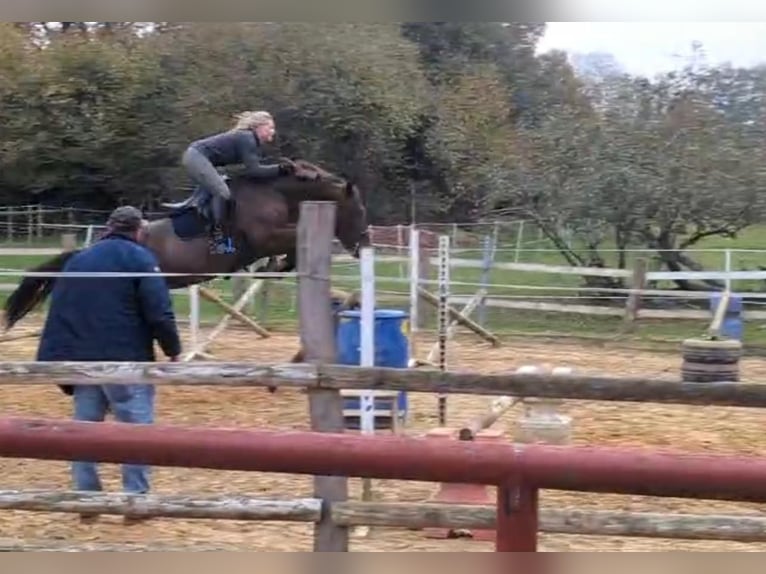 Deutsches Reitpferd Hengst 1 Jahr 170 cm Brauner in Westerstede