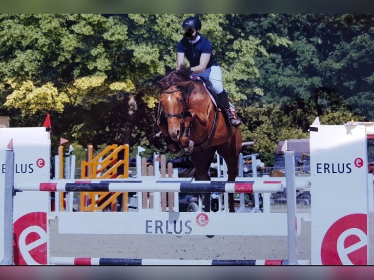 Deutsches Reitpferd Hengst 1 Jahr 170 cm Brauner in Westerstede