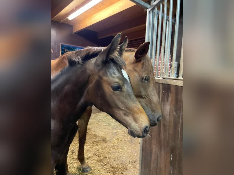 Deutsches Reitpferd Hengst 1 Jahr 170 cm Brauner in Westerstede