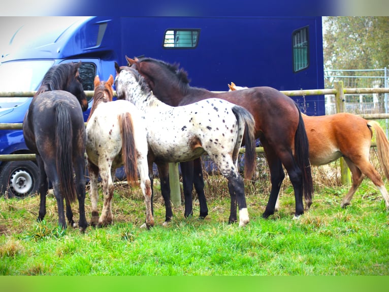 Deutsches Reitpferd Hengst 1 Jahr 170 cm Tigerschecke in Hungenroth