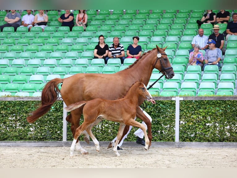 Deutsches Reitpferd Hengst 1 Jahr 174 cm Fuchs in Eibau