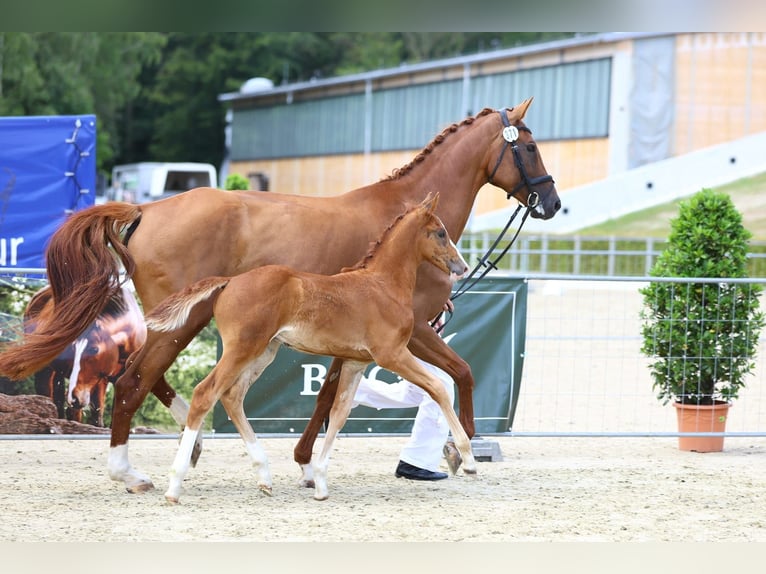 Deutsches Reitpferd Hengst 1 Jahr 174 cm Fuchs in Eibau