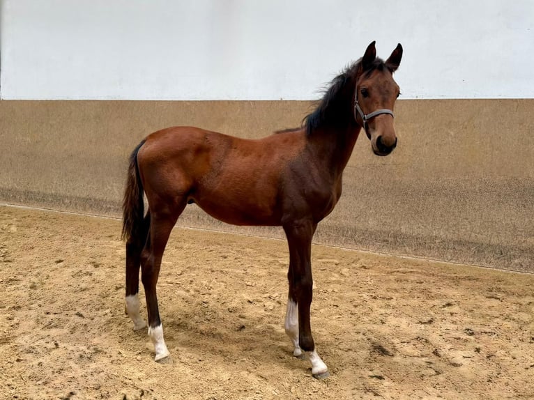 Deutsches Reitpferd Hengst 1 Jahr Brauner in Burgthann