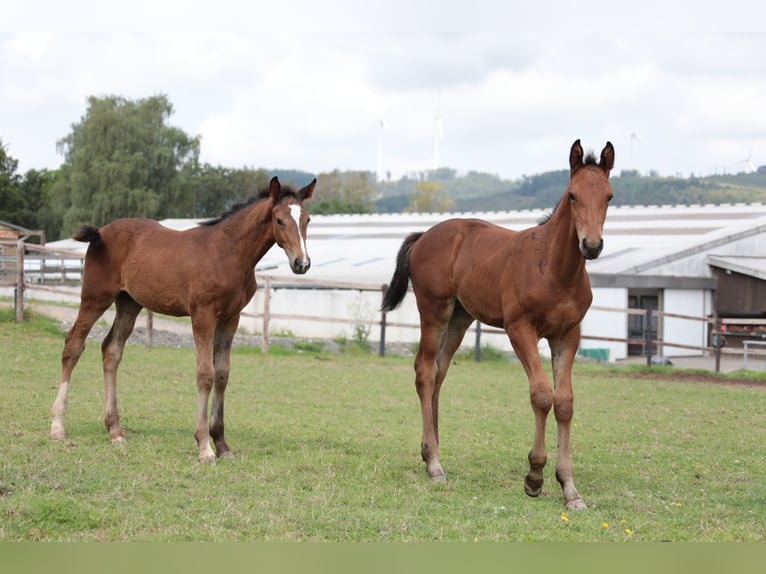 Deutsches Reitpferd Hengst 1 Jahr Brauner in Neuenrade