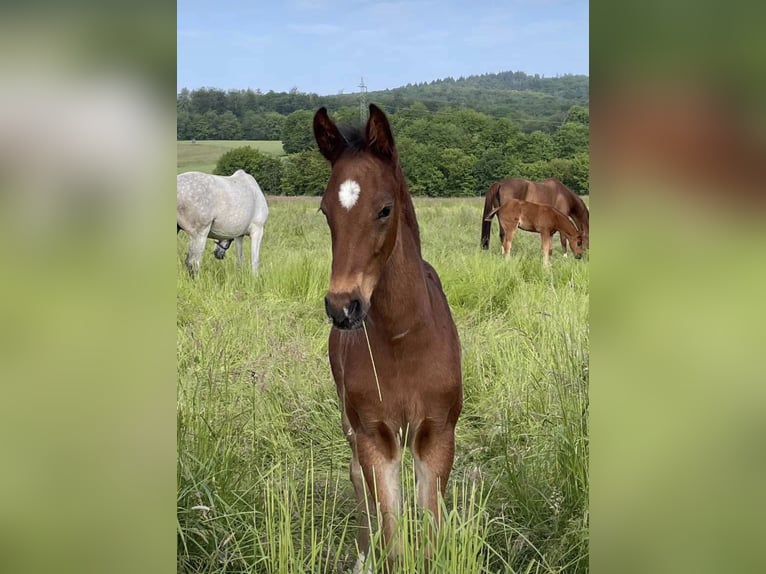 Deutsches Reitpferd Hengst 1 Jahr Brauner in Heistenbach