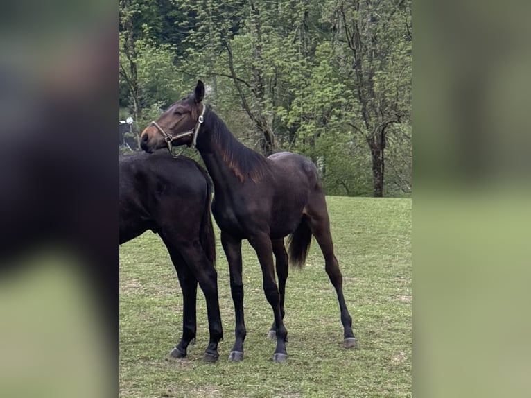 Deutsches Reitpferd Hengst 1 Jahr  in Meinerzhagen