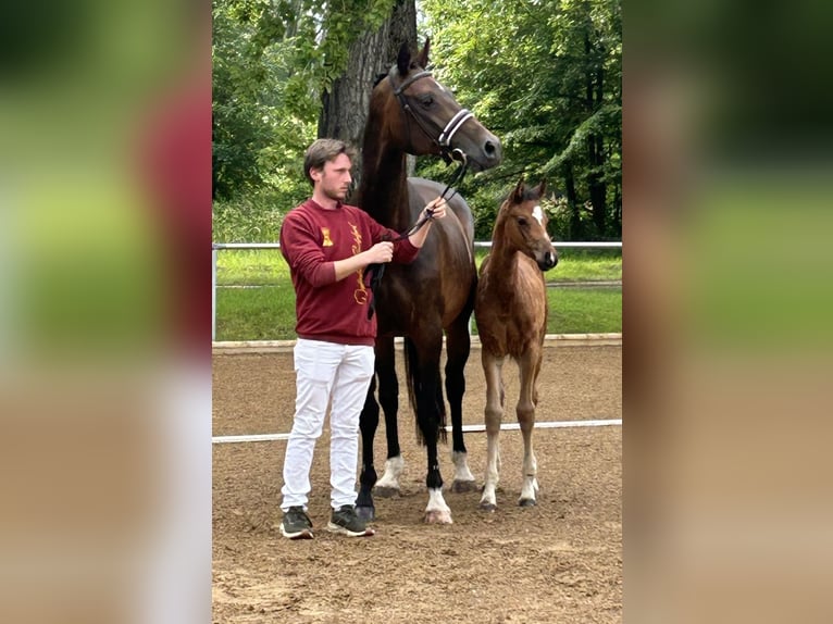 Deutsches Reitpferd Hengst 1 Jahr Dunkelfuchs in Weil