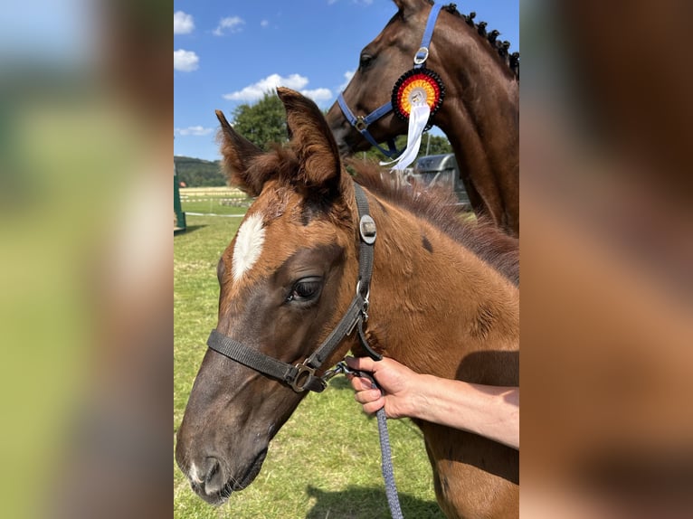 Deutsches Reitpferd Hengst 1 Jahr Dunkelfuchs in Weil