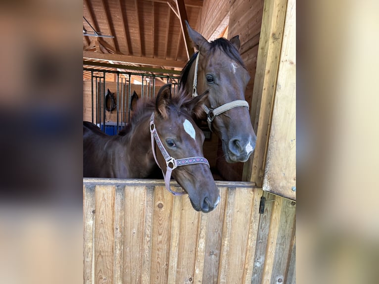 Deutsches Reitpferd Hengst 1 Jahr Dunkelfuchs in Weil