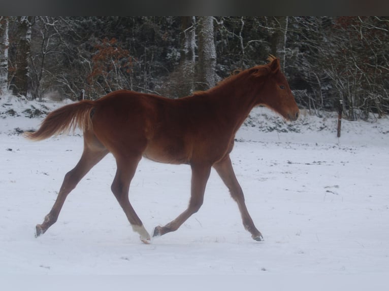 Deutsches Reitpferd Hengst 1 Jahr Fuchs in Krumstedt