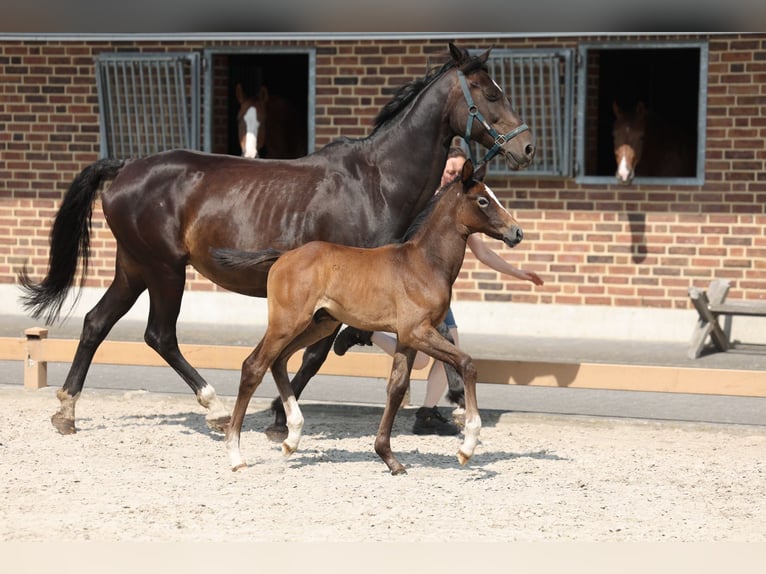 Deutsches Reitpferd Hengst 1 Jahr Rappschimmel in Goch