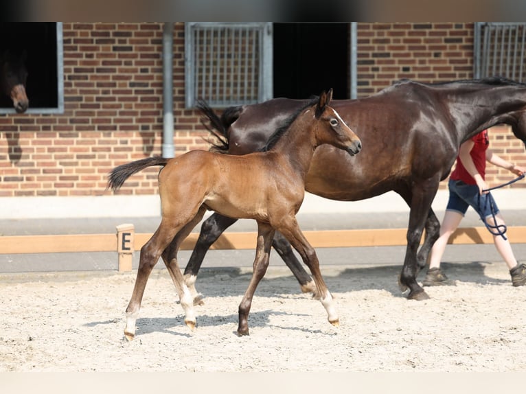 Deutsches Reitpferd Hengst 1 Jahr Rappschimmel in Goch