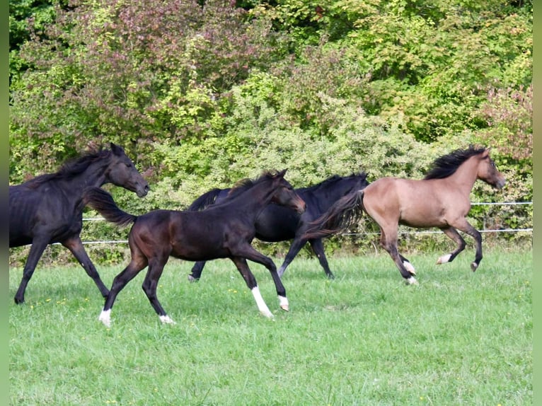 Deutsches Reitpferd Hengst 1 Jahr Schwarzbrauner in Meinhard