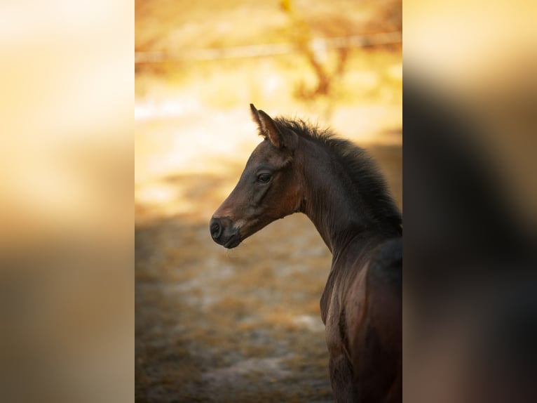Deutsches Reitpferd Hengst 1 Jahr Schwarzbrauner in Meinhard