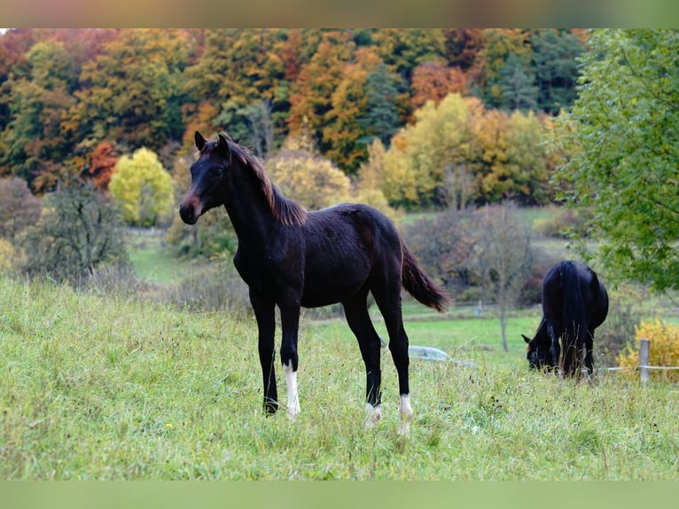 Deutsches Reitpferd Hengst 1 Jahr Schwarzbrauner in Wehretal