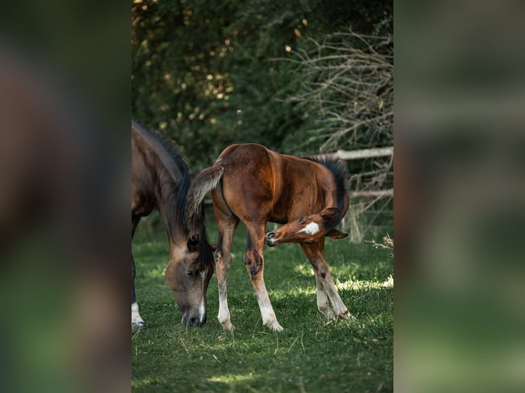 Deutsches Reitpferd Hengst 2 Jahre 148 cm Brauner in Gudensberg