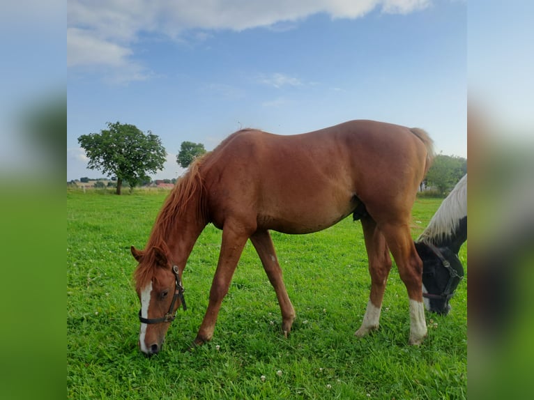 Deutsches Reitpferd Hengst 2 Jahre 158 cm Fuchs in Paderborn