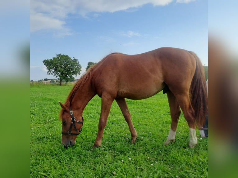 Deutsches Reitpferd Hengst 2 Jahre 158 cm Fuchs in Paderborn