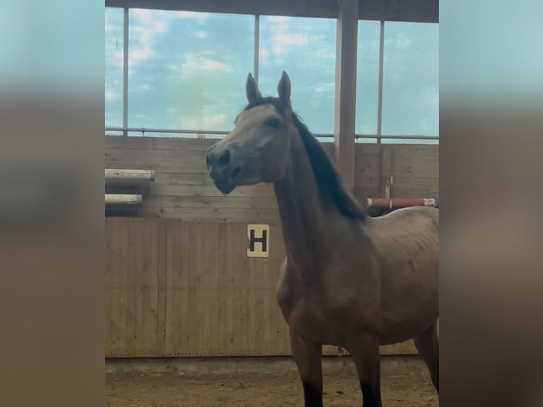 Deutsches Reitpferd Hengst 2 Jahre 163 cm Buckskin in Heistenbach